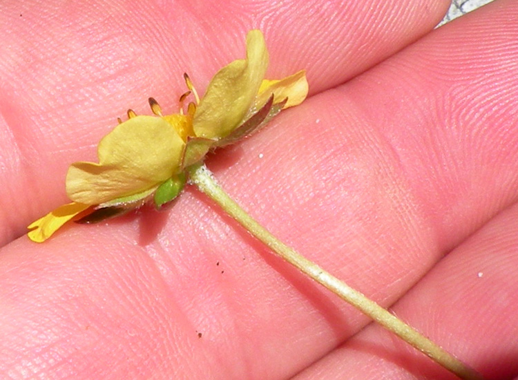Ranunculus dalla Val di Genova (TN) - no, Potentilla reptans